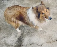 Sable Merle Male Collie Pup, a male Collie for sale in Wilder, ID – 8 of 8