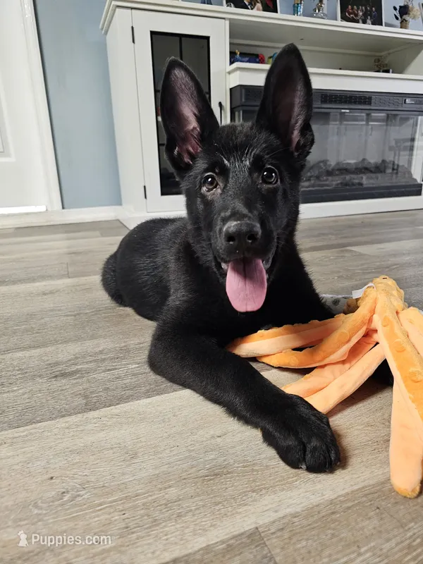 Hot Pink Female – German Shepherd Dog puppy for sale in Lake City, FL