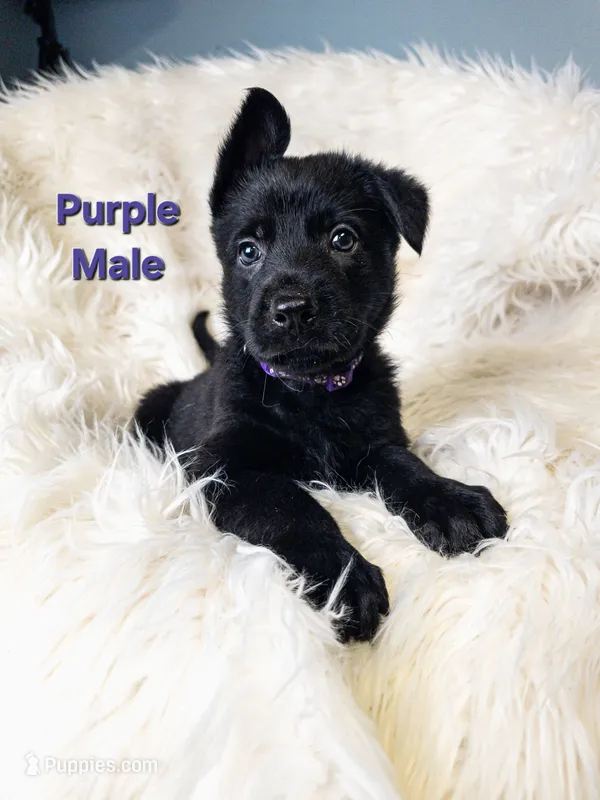 Purple Male – German Shepherd Dog puppy for sale in Lake City, FL