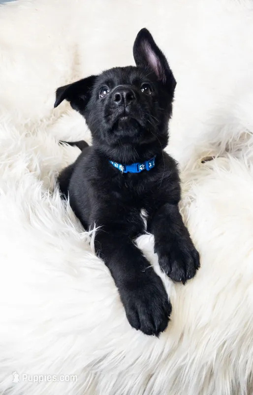 Blue Male – German Shepherd Dog puppy for sale in Lake City, FL