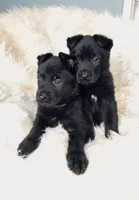 Light Brown Male, a male German Shepherd Dog for sale in Lake City, FL – 3 of 4