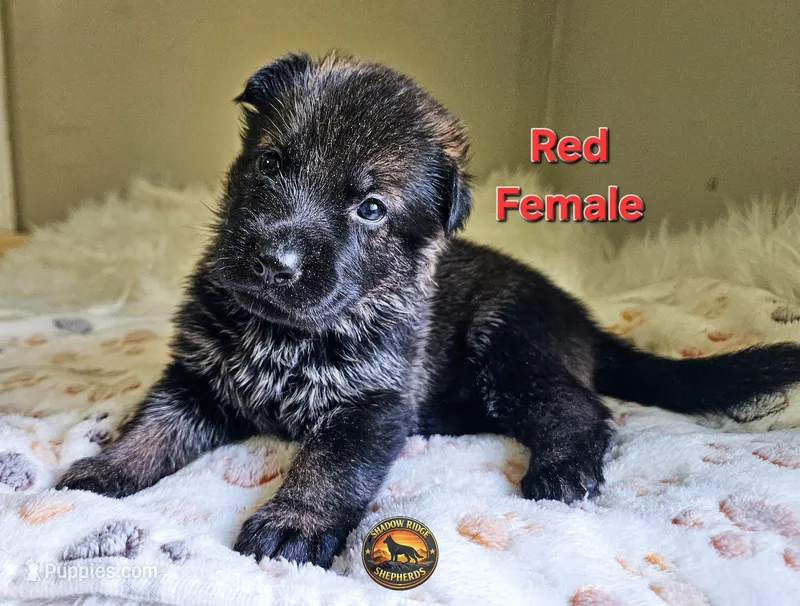 Red Female - Little Wolf – German Shepherd Dog puppy for sale in Lake City, FL