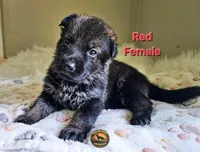 Red Female - Little Wolf, a female German Shepherd Dog for sale in Lake City, FL – 1 of 3