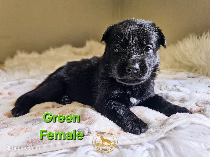 Green Female – German Shepherd Dog puppy for sale in Lake City, FL