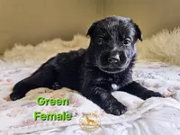 Green Female, a female German Shepherd Dog for sale in Lake City, FL – 1 of 1