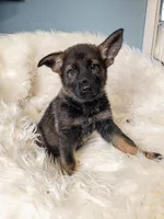 Red Female - Little Wolf, a female German Shepherd Dog for sale in Lake City, FL – 5 of 8