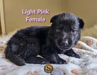 Light Pink Female, a female German Shepherd Dog for sale in Lake City, FL – 2 of 4