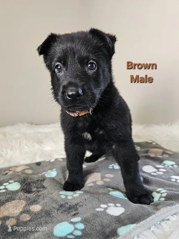 Brown Male – German Shepherd Dog puppy for sale in Lake City, FL