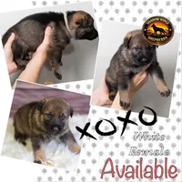 White Collar Female, a female German Shepherd Dog for sale in Lake City, FL – Photo 4 of 6