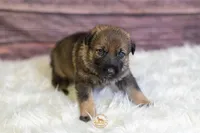 White Collar Female, a female German Shepherd Dog for sale in Lake City, FL – Photo 3 of 6