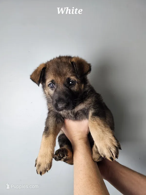 White Collar Female – German Shepherd Dog puppy for sale in Lake City, FL