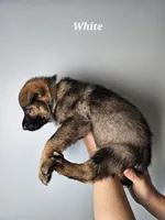 White Collar Female, a female German Shepherd Dog for sale in Lake City, FL – Photo 2 of 6