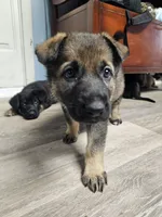 White Collar Female, a female German Shepherd Dog for sale in Lake City, FL – Photo 6 of 6