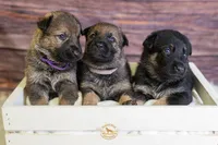 White Collar Female, a female German Shepherd Dog for sale in Lake City, FL – Photo 5 of 6