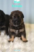 Blue Female, a female German Shepherd Dog and Golden Retriever for sale in Lake City, FL – 3 of 4