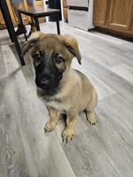 Tank (Orange Male), a male German Shepherd Dog for sale in Lake City, FL – 4 of 5
