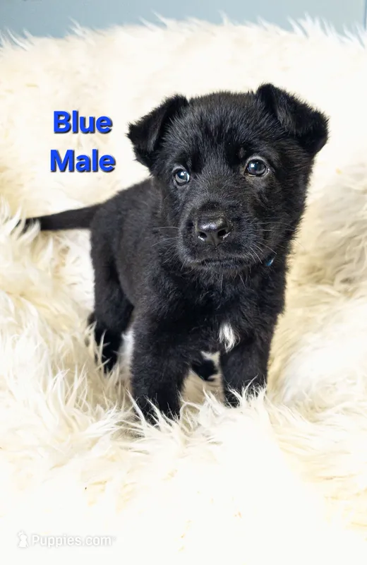 Blue Male – German Shepherd Dog puppy for sale in Lake City, FL
