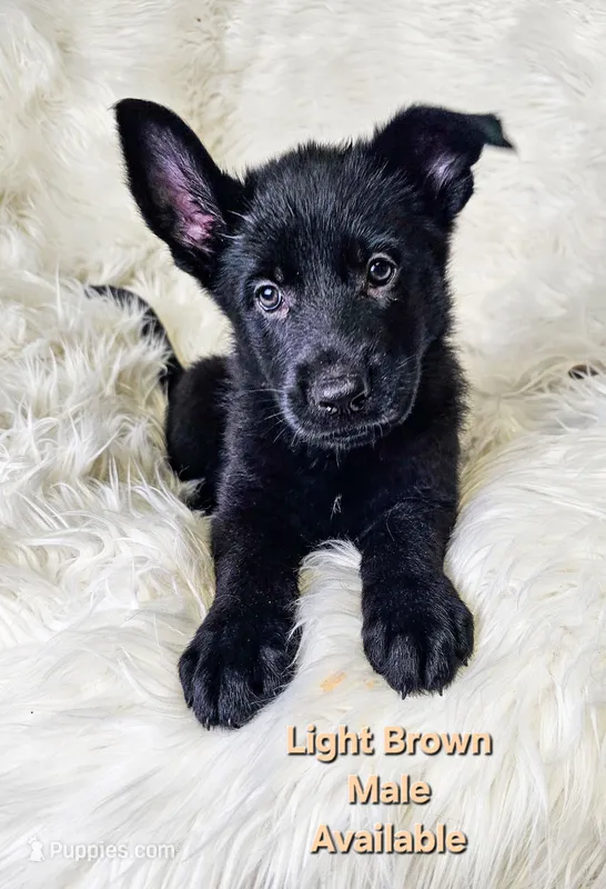 Light Brown Male – German Shepherd Dog puppy for sale in Lake City, FL
