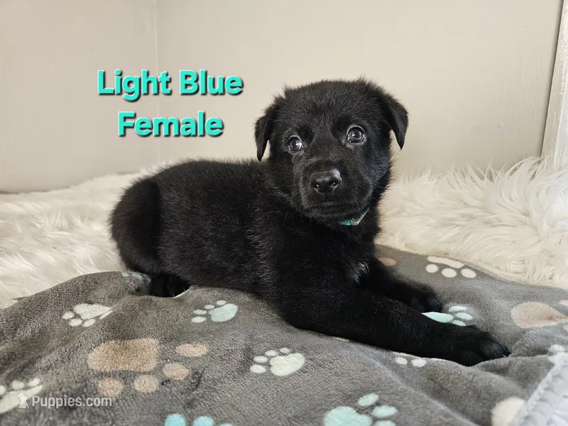 Light Blue Female – German Shepherd Dog puppy on hold in Lake City, FL