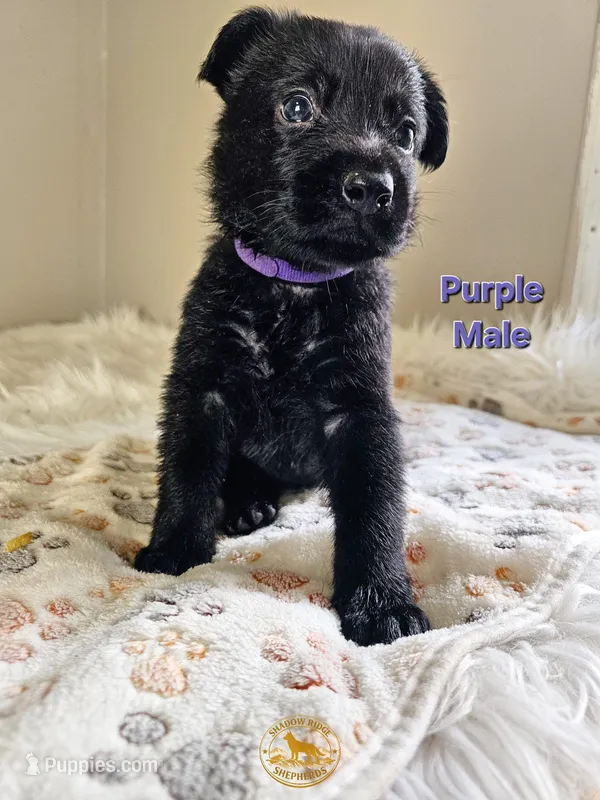 Purple Male – German Shepherd Dog puppy for sale in Lake City, FL