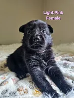 Light Pink Female, a female German Shepherd Dog for sale in Lake City, FL – 4 of 4