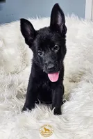 Hot Pink Female, a female German Shepherd Dog for sale in Lake City, FL – 7 of 9