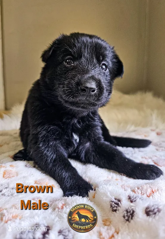 Brown Male – German Shepherd Dog puppy for sale in Lake City, FL