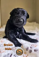 Brown Male, a male German Shepherd Dog for sale in Lake City, FL – 1 of 1