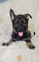 Red Female - Little Wolf, a female German Shepherd Dog for sale in Lake City, FL – 6 of 8