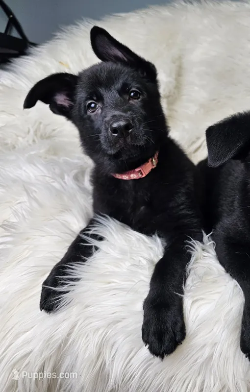 Hot Pink Female – German Shepherd Dog puppy for sale in Lake City, FL