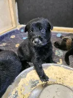 Purple Male, a male German Shepherd Dog for sale in Lake City, FL – 4 of 6