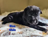Blue Male, a male German Shepherd Dog for sale in Lake City, FL – 2 of 2