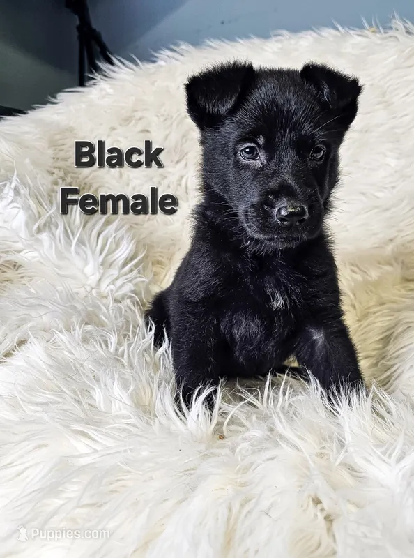 Black Female – German Shepherd Dog puppy for sale in Lake City, FL
