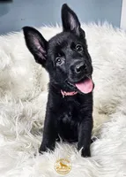 Hot Pink Female, a female German Shepherd Dog for sale in Lake City, FL – 8 of 9