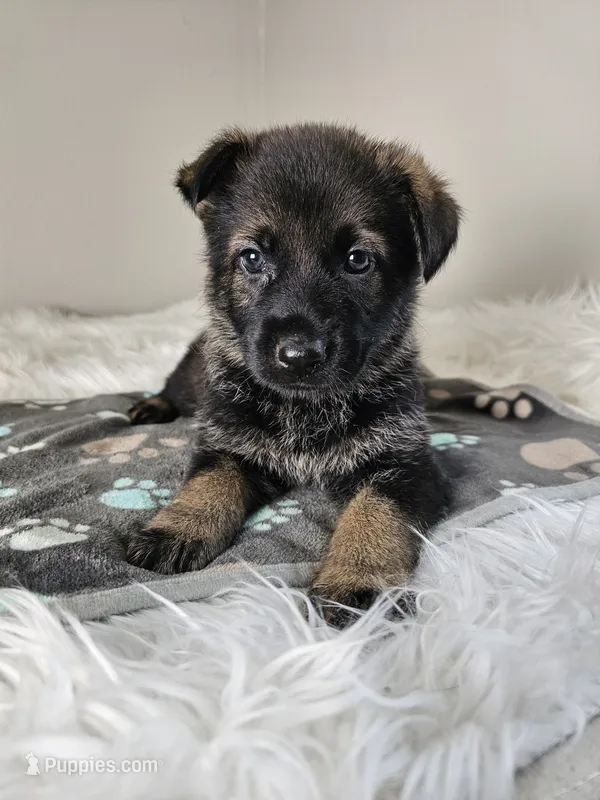Red Female - Little Wolf – German Shepherd Dog puppy for sale in Lake City, FL