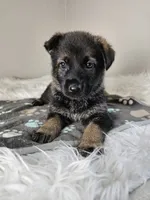 Red Female - Little Wolf, a female German Shepherd Dog for sale in Lake City, FL – 8 of 8