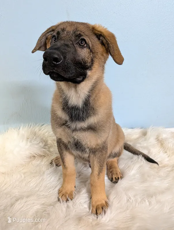 Tank (Orange Male) – German Shepherd Dog puppy for sale in Lake City, FL