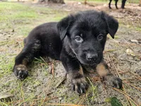 Purple Female, a female German Shepherd Dog and Golden Retriever for sale in Lake City, FL – 2 of 4