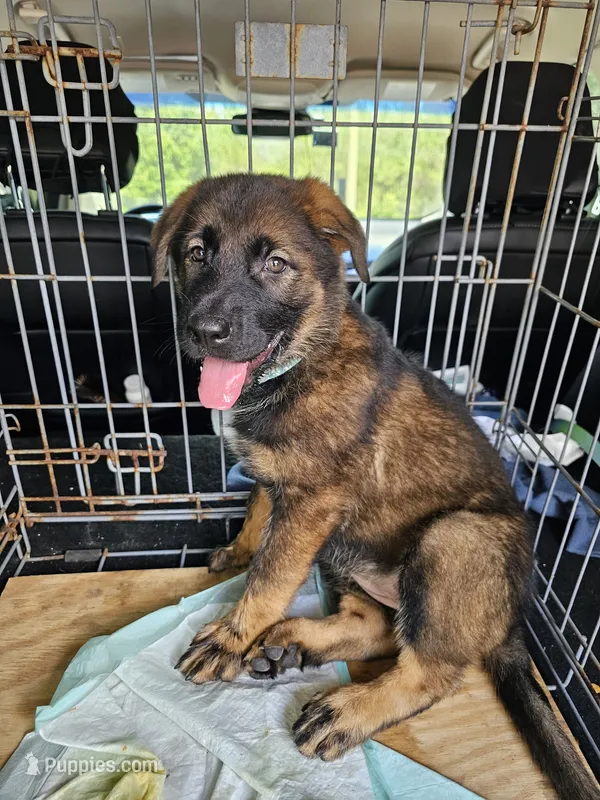 Blue Female – German Shepherd Dog, Golden Retriever puppy for sale in Lake City, FL