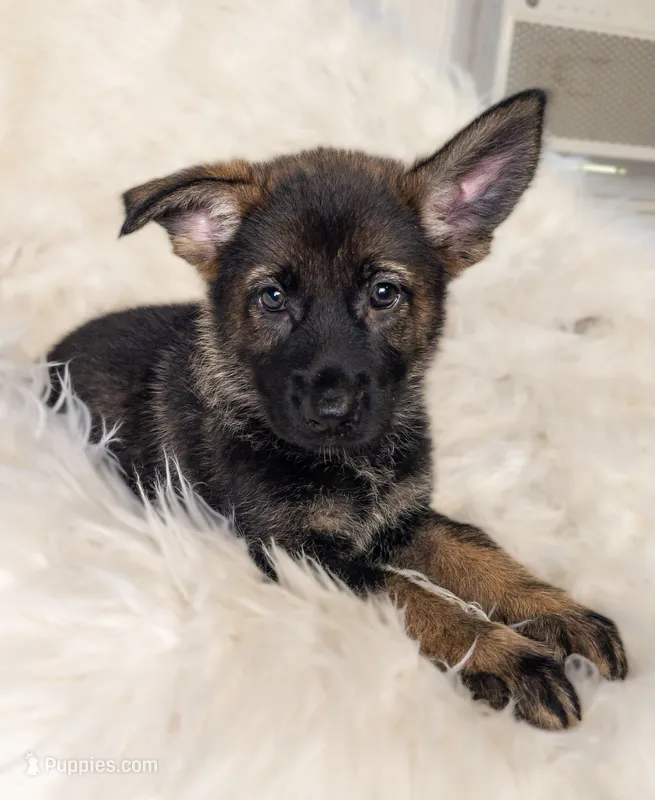 Red Female - Little Wolf – German Shepherd Dog puppy for sale in Lake City, FL