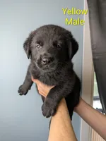 Yellow Male, a male German Shepherd Dog and Golden Retriever for sale in Lake City, FL – 2 of 5