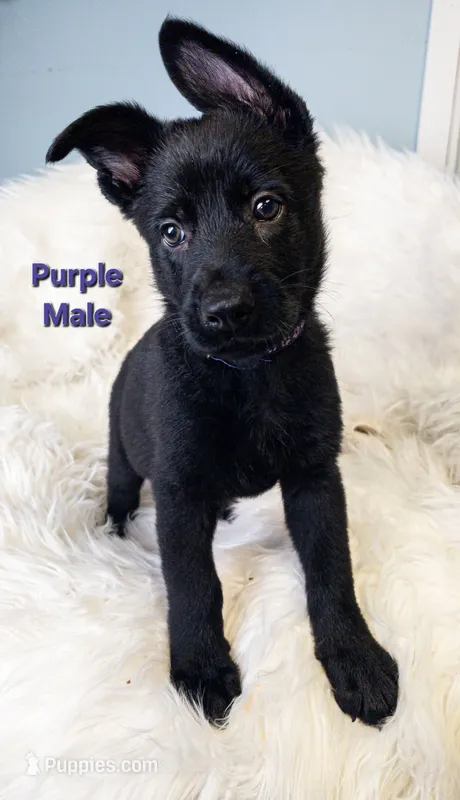 Purple Male – German Shepherd Dog puppy for sale in Lake City, FL