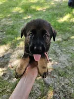 Blue Female, a female German Shepherd Dog and Golden Retriever for sale in Lake City, FL – 2 of 4