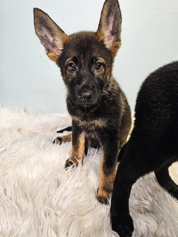 Red Female - Little Wolf – German Shepherd Dog puppy for sale in Lake City, FL