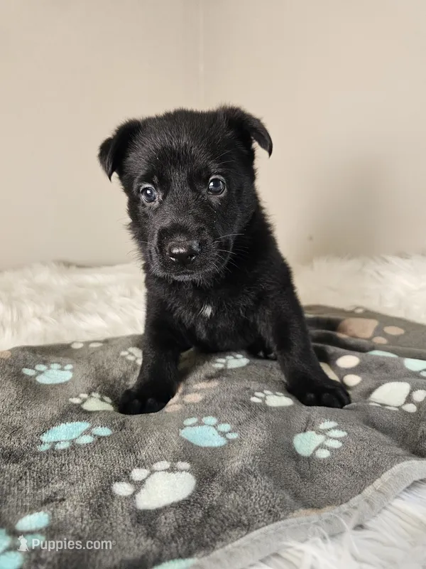 Black Female – German Shepherd Dog puppy for sale in Lake City, FL