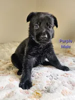 Purple Male, a male German Shepherd Dog for sale in Lake City, FL – 6 of 6