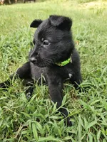 Green Female, a female German Shepherd Dog for sale in Lake City, FL – 3 of 4
