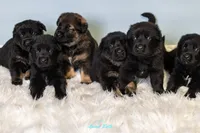 Orange Female, a female German Shepherd Dog and Golden Retriever for sale in Lake City, FL – 5 of 6