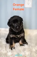 Orange Female, a female German Shepherd Dog and Golden Retriever for sale in Lake City, FL – 3 of 6