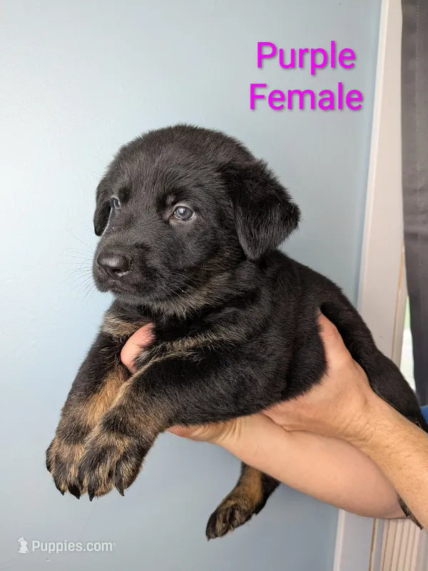 Purple Female – German Shepherd Dog, Golden Retriever puppy for sale in Lake City, FL